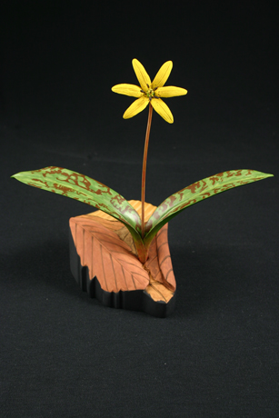 Trout lily